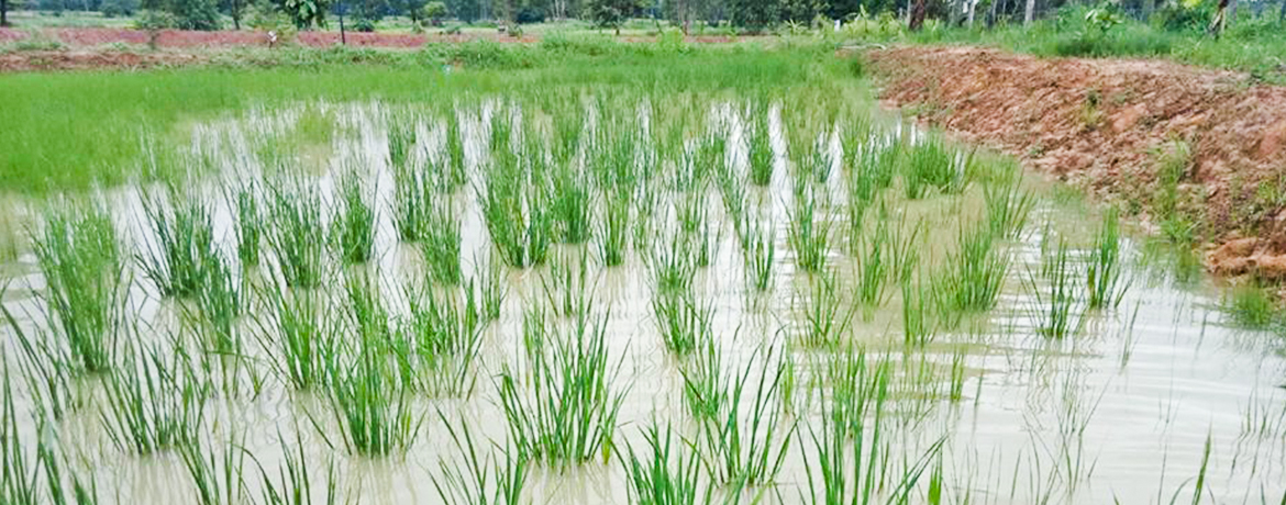 ‘กุดประทายโมเดล’ ฟื้นธรรมชาติในนาข้าว เพราะความปลอดภัยสำคัญที่สุด