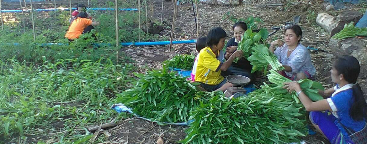 กินพืชผักปลอดสาร ลดเสี่ยง ลดโรคด้วยวิถีปะกาเกอะญอ