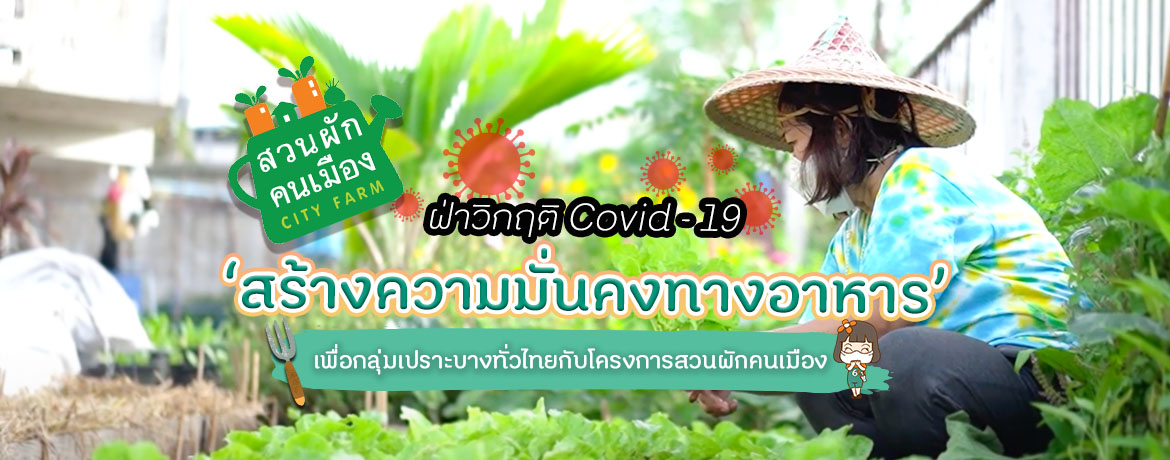 How to หารายได้ช่วงโควิด ด้วยการปลูกผักสวนครัวง่ายๆ ที่บ้าน