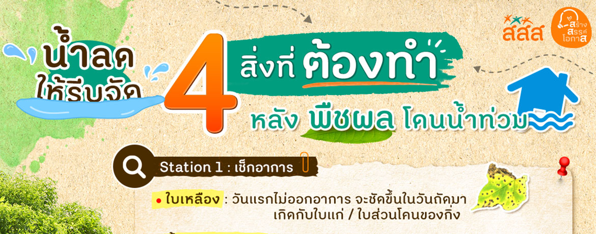 4 วิธีดูแลต้นไม้พืชผักผลไม้หลังโดนน้ำท่วม