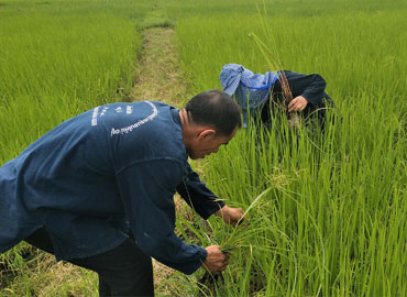 ทำนาปลอดสาร-ผลิตข้าวปลอดภัย  ความท้าทายของชุมชนน่าอยู่ป่าสัก