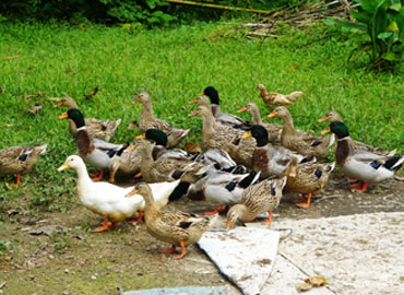 เยือน “บ้านนา”ตามหาเป็ดพันธุ์แท้ในตำนานที่ใกล้จะสูญพันธุ์