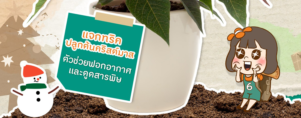 ทริคปลูกต้นคริสต์มาสหรือต้นพอยน์เซตเทีย