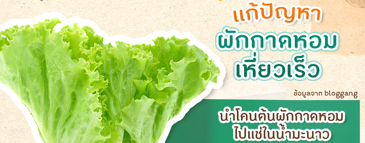 วิธีแก้ปัญหาผักกาดหอมเหี่ยวเร็ว
