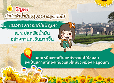 เจอนี่ที่อียิปต์ ‘ทุ่งทานตะวัน’ แหล่งสร้างรายได้ให้ชุมชน